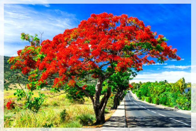 delonix regia
