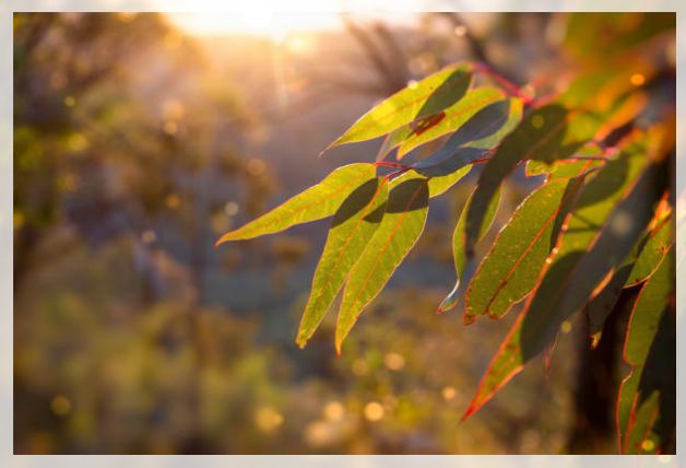 eucalyptus tree