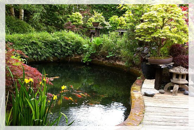 koi pond 1