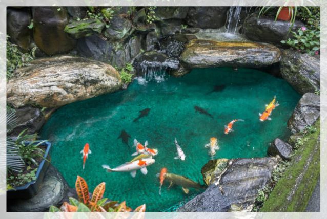 koi pond 2