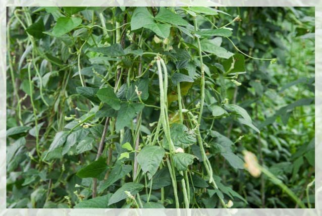 long beans 1