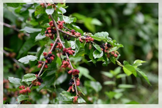 mulberry fruit 1