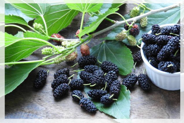mulberry fruit 2