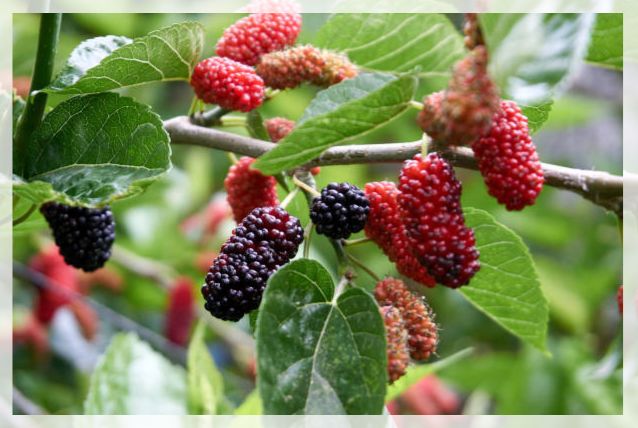 mulberry fruit