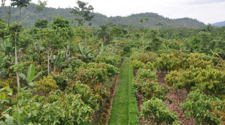 a region following agroforestry