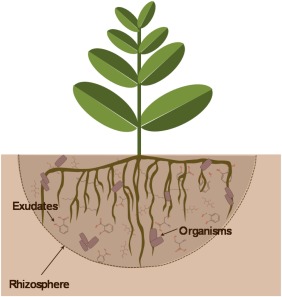 root exudates process