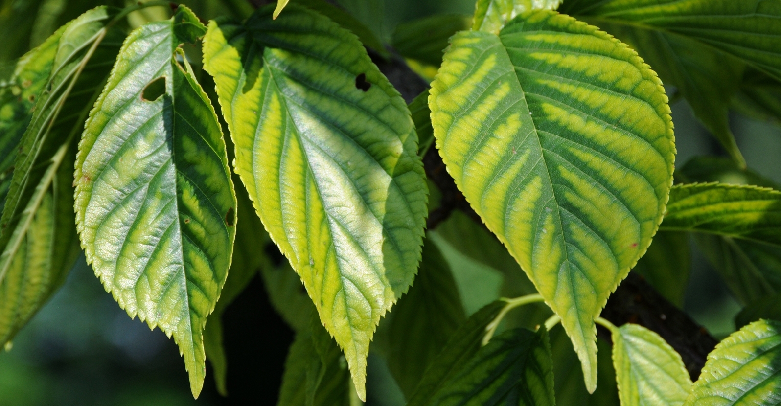 leaves of plants affected by mineral deficiencies