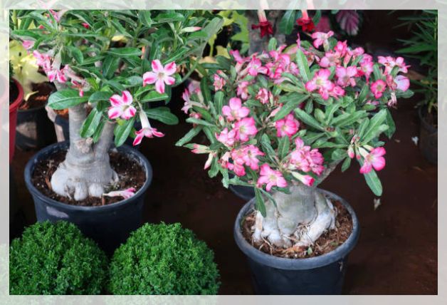 Adenium Obesum 1