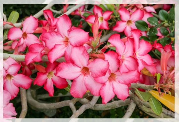 Adenium Obesum