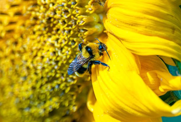 Animal control Dubai 3