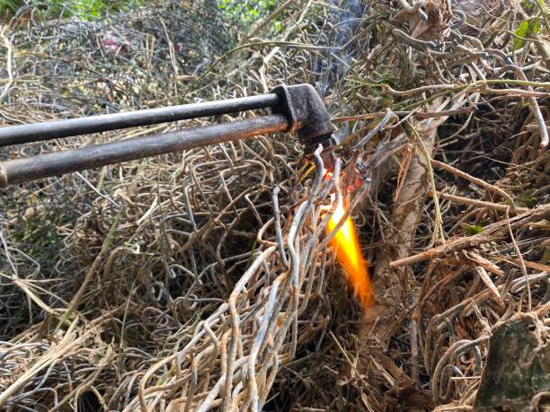 Animal control Dubai 6