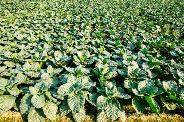 Animal control Dubai 7