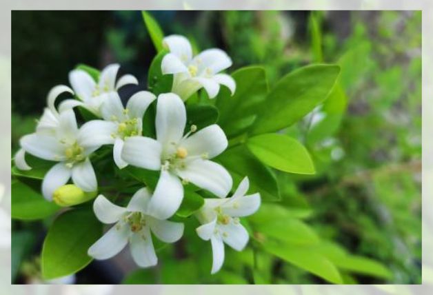 Murraya paniculata 1
