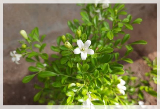 Murraya paniculata 2