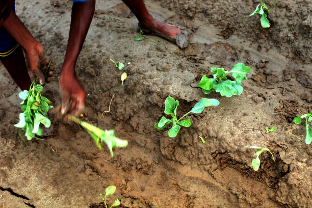 Organic farm Dubai 1