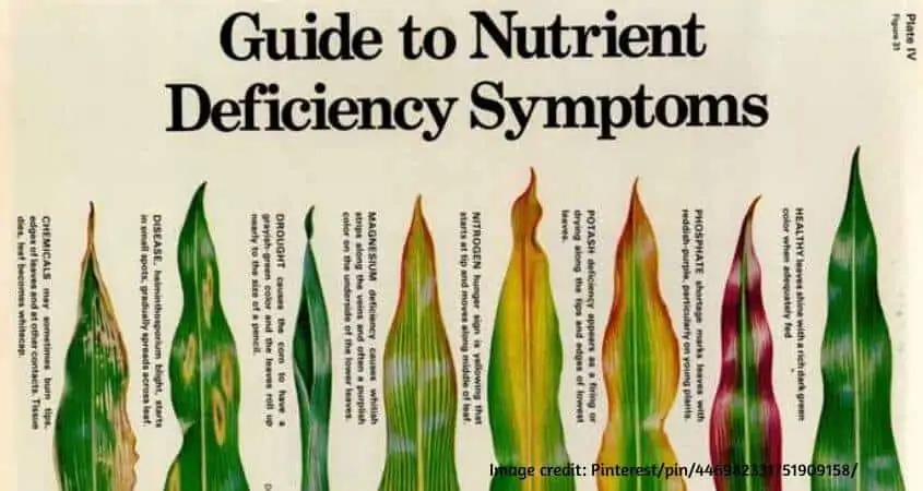 understanding mineral deficiencies in plants 