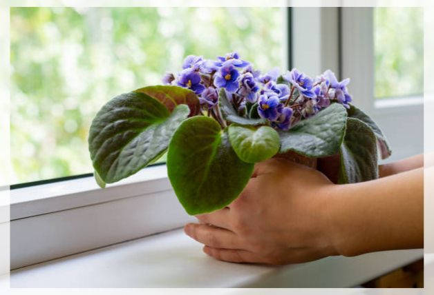 african violet flower 1