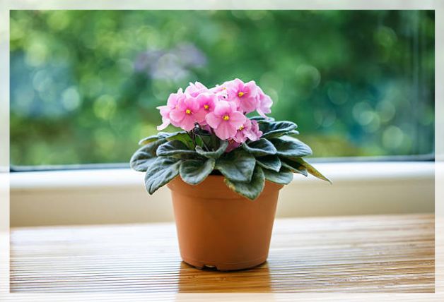 african violet flower 2