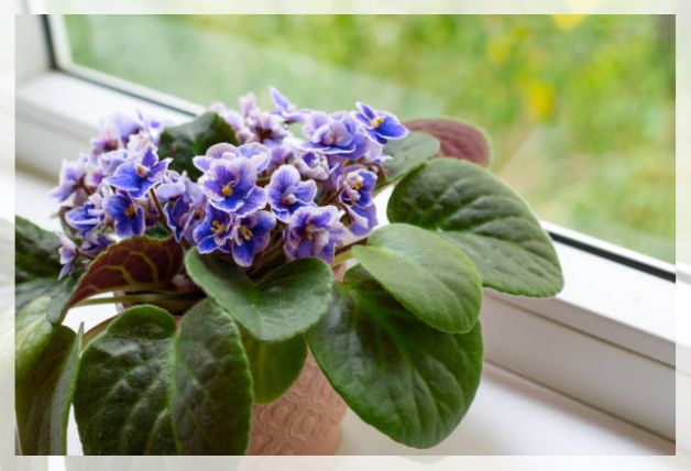 african violet flower