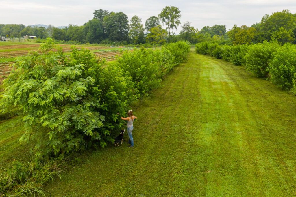 making use of agroforestry is profitable 