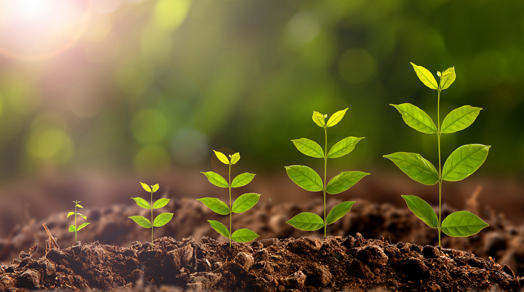 ensuring the trees are taken care of 