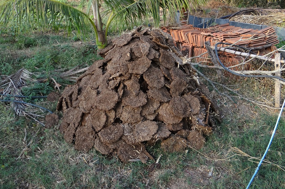 cow manure fertilizer 