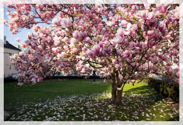 growing in your yard