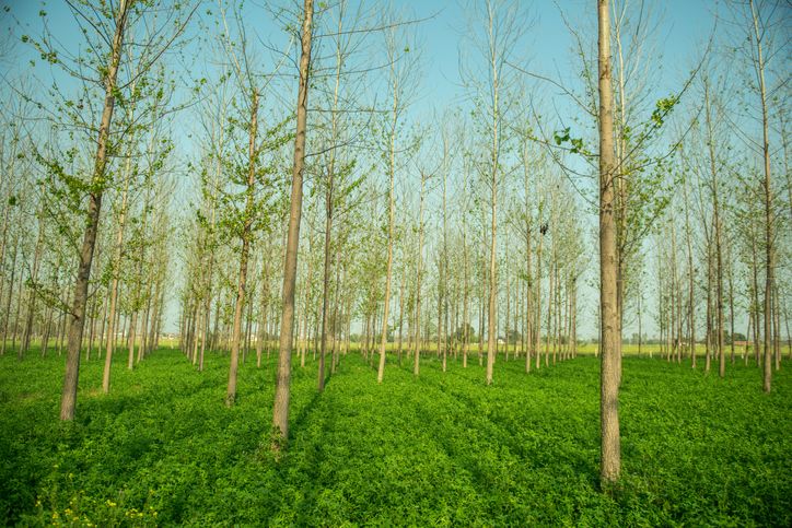 what is agroforestry system