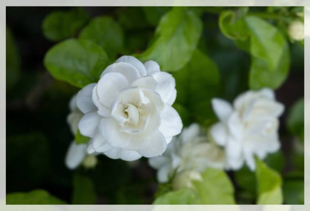 jasmine sambac 2