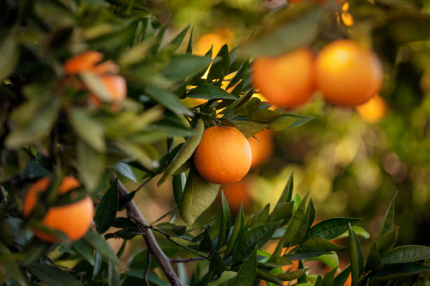 orange tree