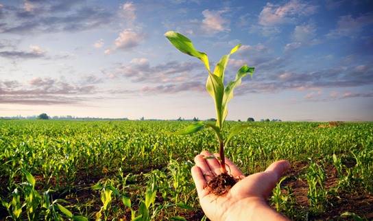 understanding the use of slow-release fertilizers