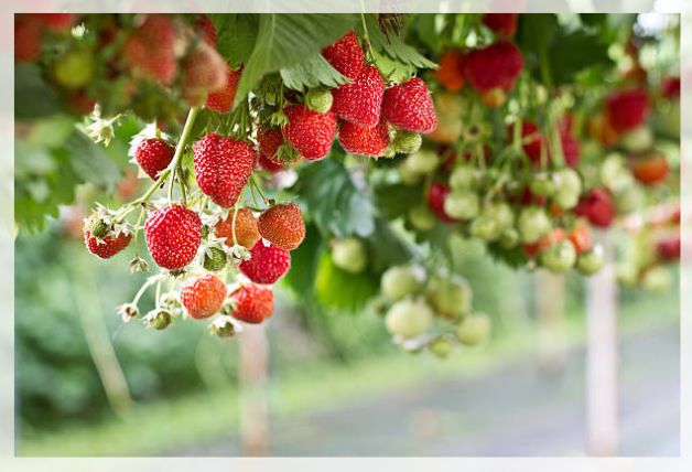 strawberry plant