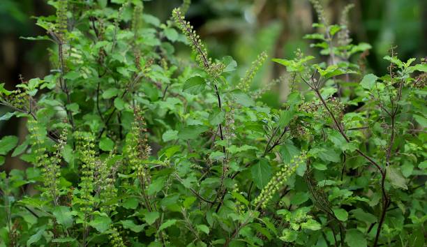 Tulsi plant growing in a pot outdoors