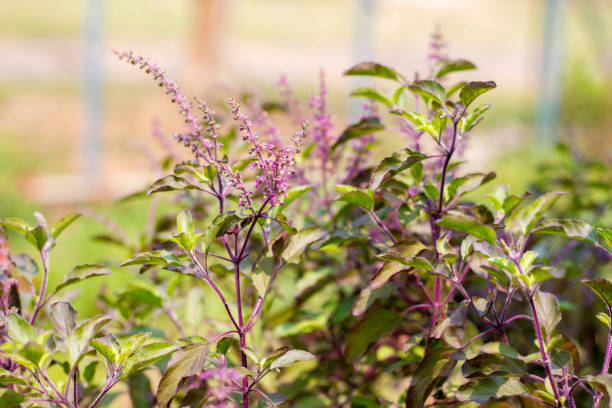 Close-up of Tulsi plant with green leaves and purple stems