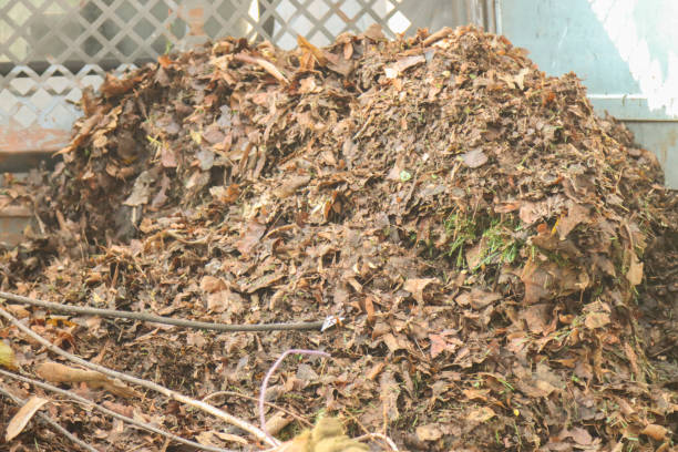 Shade-giving Sesbania rows in a young orchard