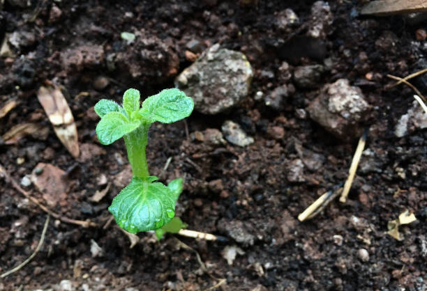 Decomposed leaf manure improving soil tilth