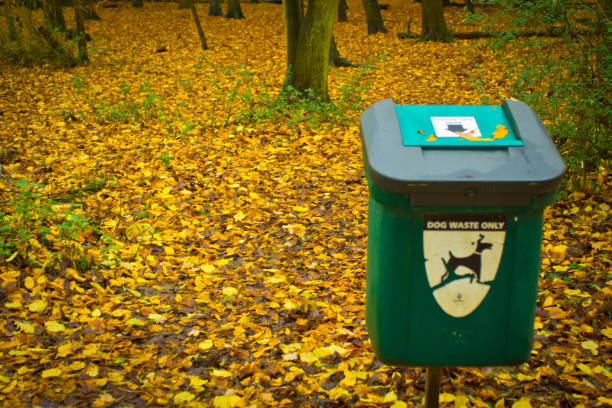 Incorporating tender leaves into paddy field soil
