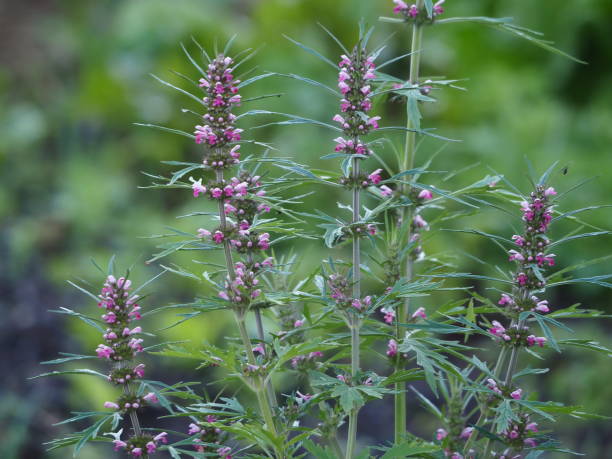 Motherwort plant