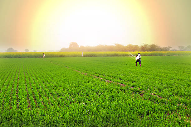 Sunlit green agricultural field landscape