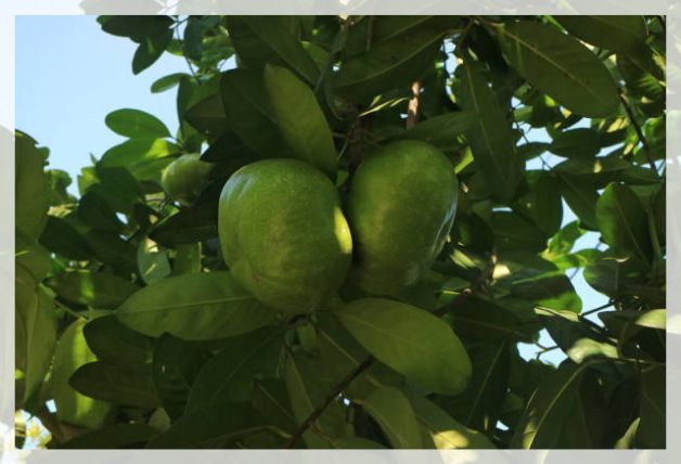 Black sapote fruits on a tree branch with green foliage