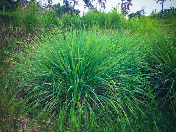 Citronella grass clump