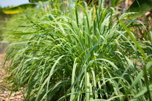 citronella plant