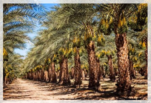 date palm tree