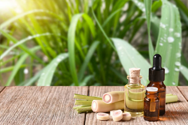 Citronella oil and plants