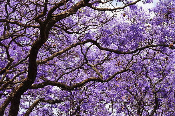 jacaranda tree