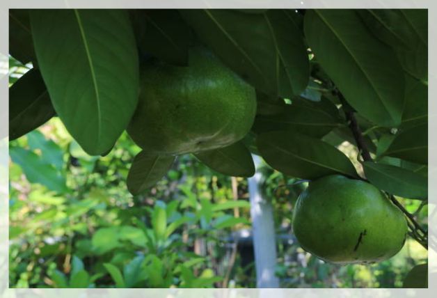 Close-up of lush green black sapote leaves on a pruned tree