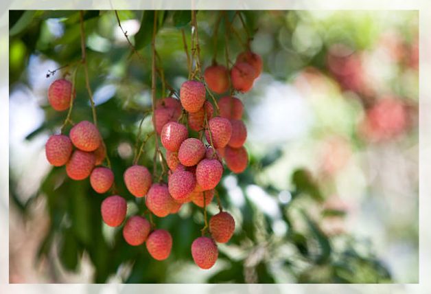 lychee fruit