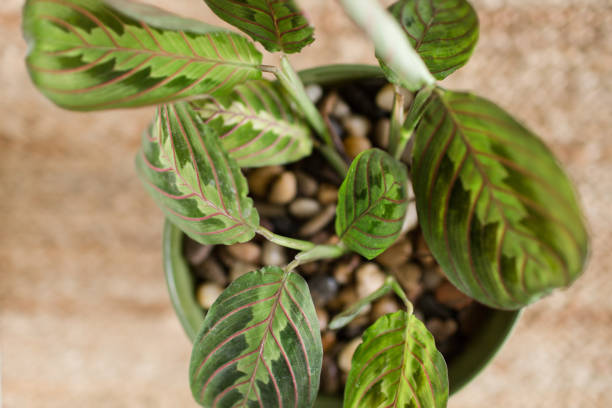 prayer plant