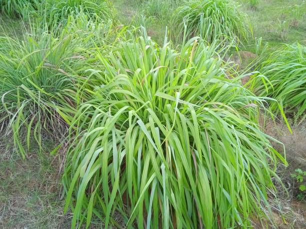 Division of citronella plant