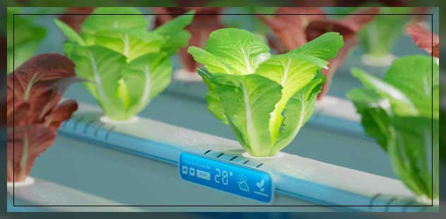 Agriculture temperature sensors 6